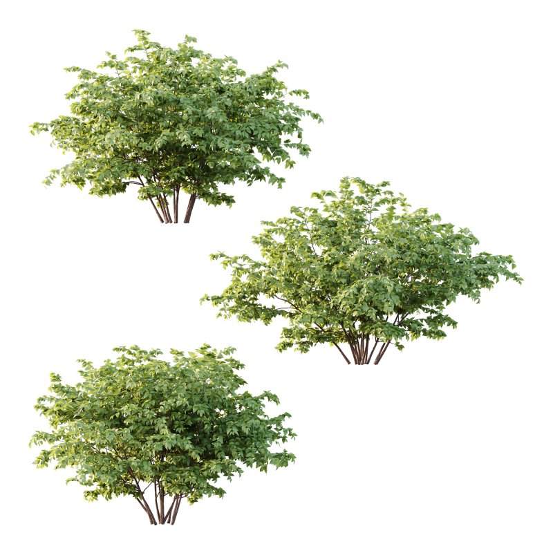 Philadelphia Bush 07 - Image 1