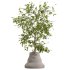 AV Indoor Plants Set 380 Ficus Cyathistipula and Ficus Marginata and Yucca and Olive - Thumbnail 4