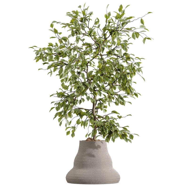 AV Indoor Plants Set 380 Ficus Cyathistipula and Ficus Marginata and Yucca and Olive - Image 4