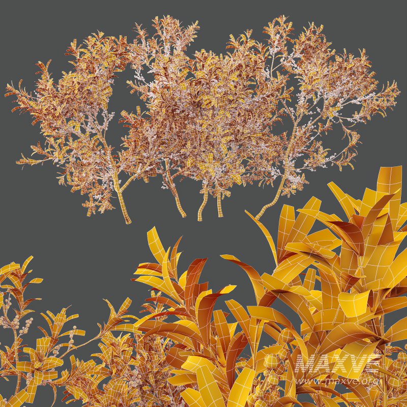 AV Nerium Oleander Laurier Kaner Rose Pink and Myrica Morella Pennsylvania Bayberry Candleberry Northern Fruit - Image 11