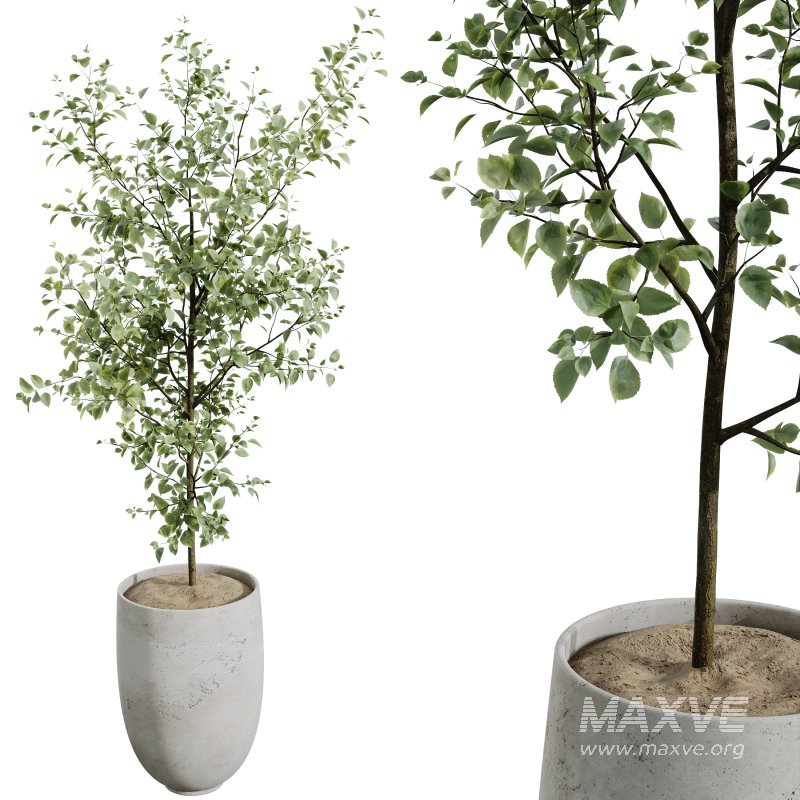 AV Indoor Plants Set 386 Warneckii Lemon and Ficus Cyathistipula and Cunjevoi Jardin and Olive Eucalyptus - Image 3