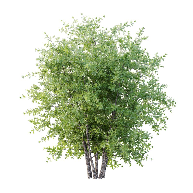 Leucophyllum frutescens Bush 05 - Image 2