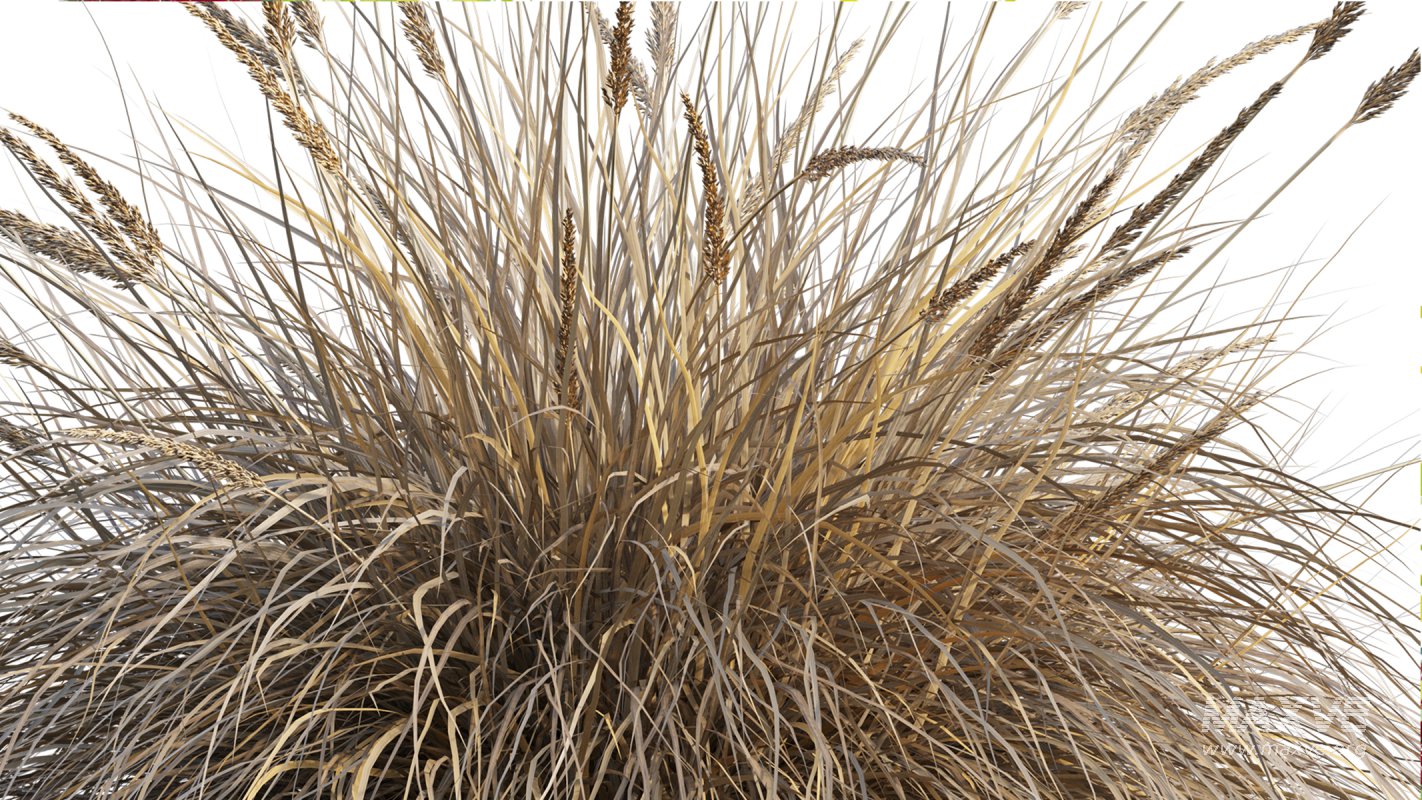 Collection 22 – Australian Plants - Image 33