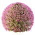Spirea Japonica Bush 07 - Thumbnail 7