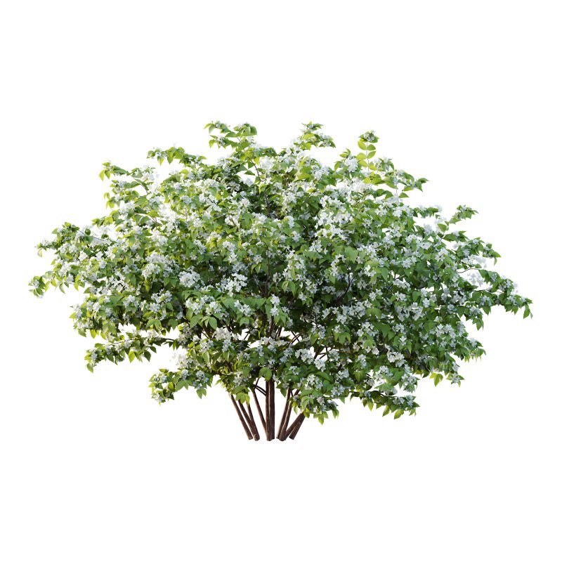 Philadelphia Bush 04 - Image 4