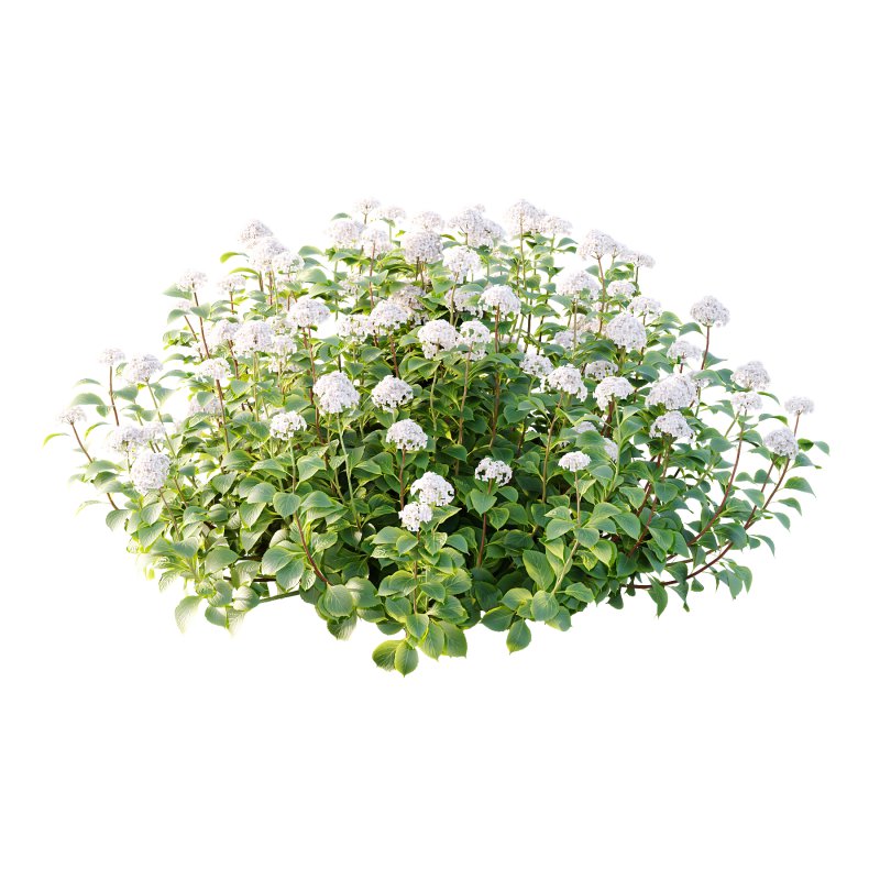 hydrangea arborescens Bush 07 - Image 4