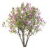 Lilac Syringa Vulgaris Tree 07 - Thumbnail 4
