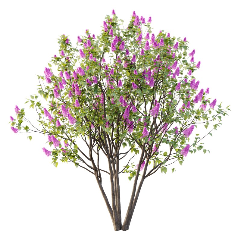 Lilac Syringa Vulgaris Tree 07 - Image 4