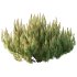 Pinus Mugo plant 07 - Thumbnail 4