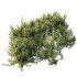 ntal olive shrubs, designed for realistic garden visualization and architectural landscaping. - Thumbnail 11