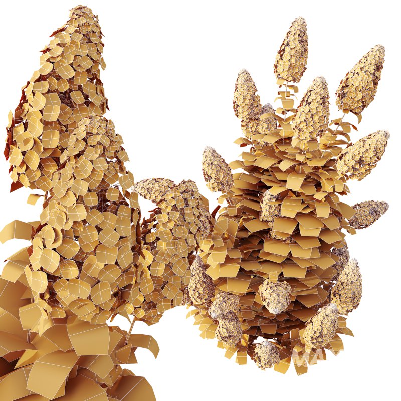 AV 7 different spring bushes Hydrangea Levana Grassberry and Cistus Albidus Zistrose - Image 3