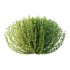 Leucophyllum frutescens Bush 02 - Thumbnail 5