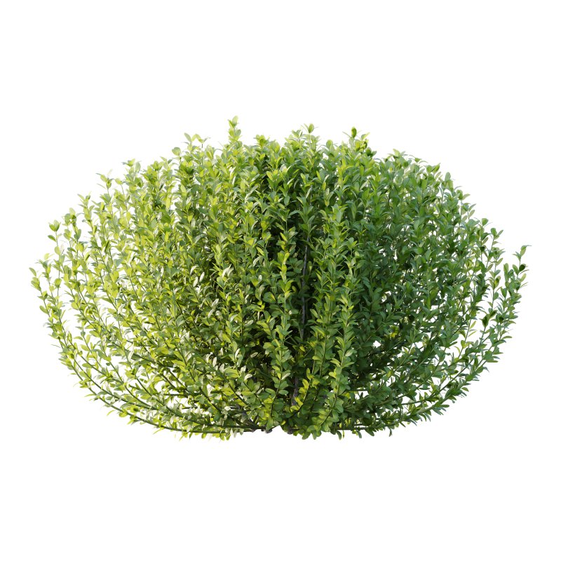 Leucophyllum frutescens Bush 02 - Image 5