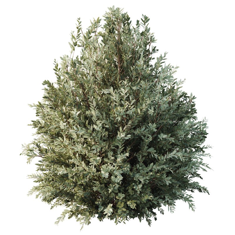 AV Montra Olive Bush and Gray Box Westringia Fruticosa Coastal Rosemary - Image 3