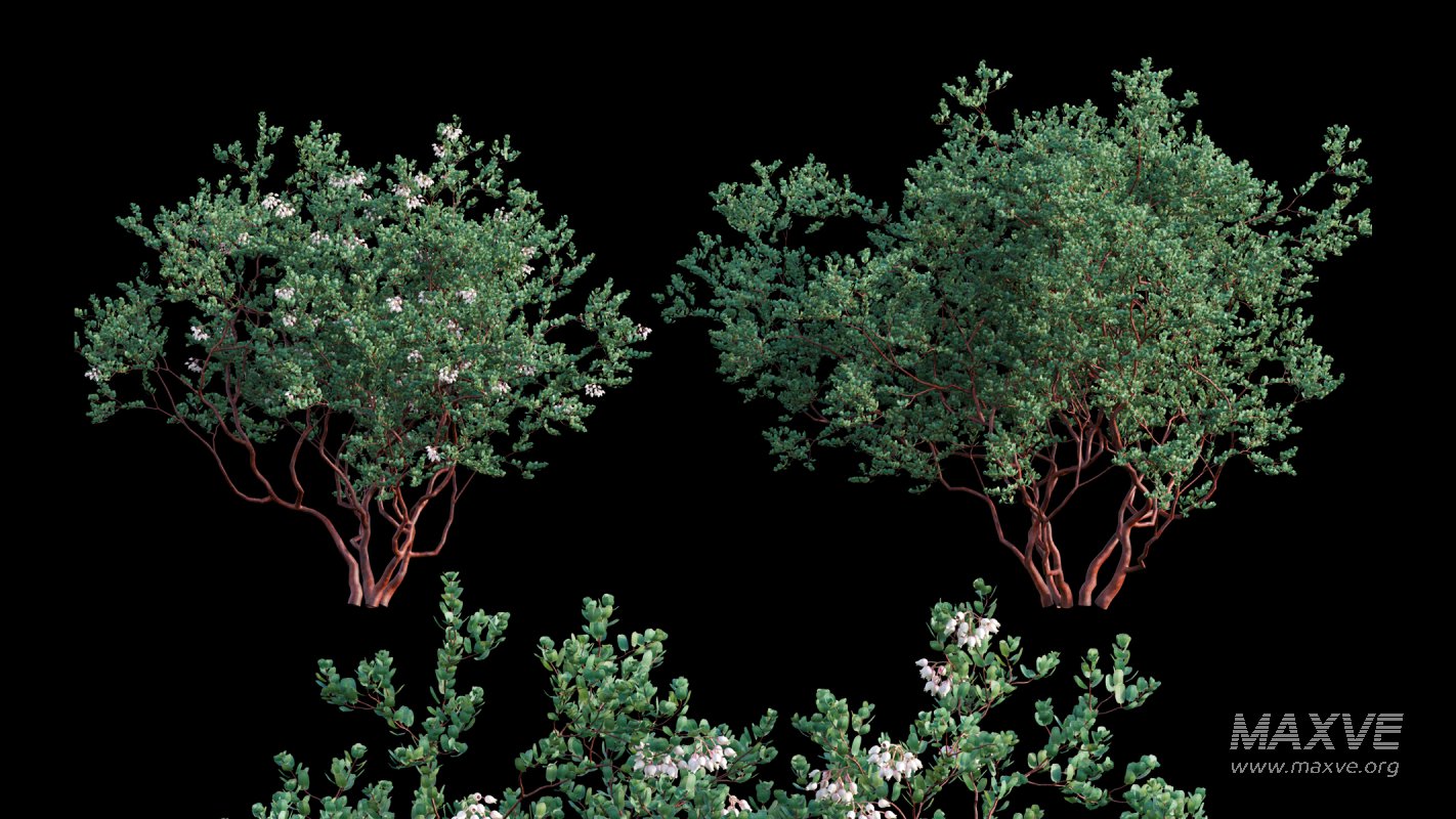 Collection 22 – Australian Plants - Image 4