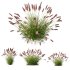 ntal fountain grass, designed for realistic exterior and landscape visualizations. - Thumbnail 3