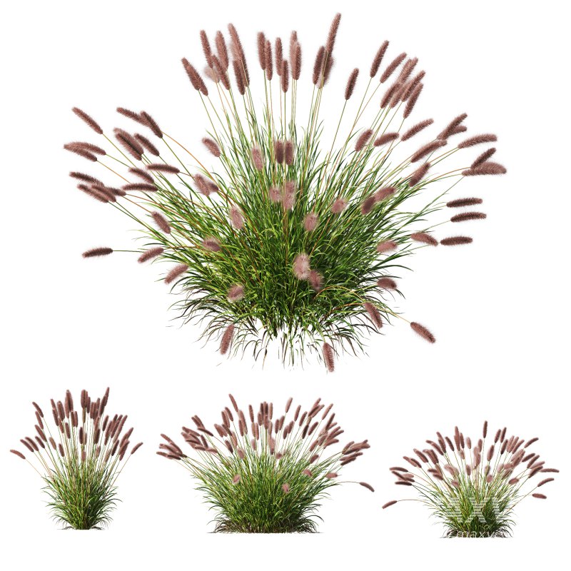 ntal fountain grass, designed for realistic exterior and landscape visualizations. - Image 3
