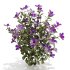 Purple Phlox Bush Arrangement - Thumbnail 2