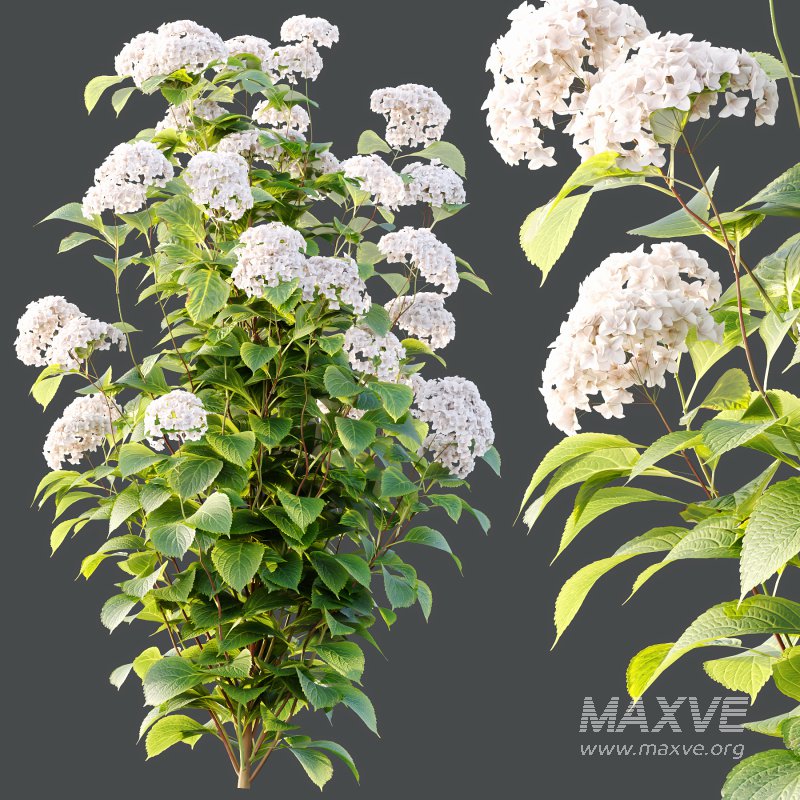 hydrangea arborescens Bush 10 - Image 3