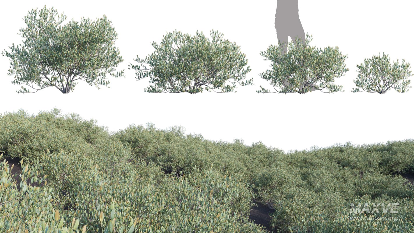 Collection 23 – Mexican Plants - Image 12