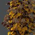 hydrangea arborescens Bush 10 - Thumbnail 5