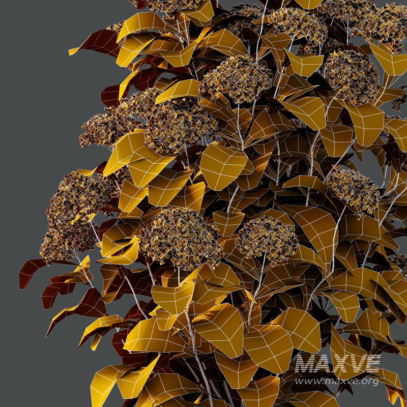 hydrangea arborescens Bush 10 - Image 5