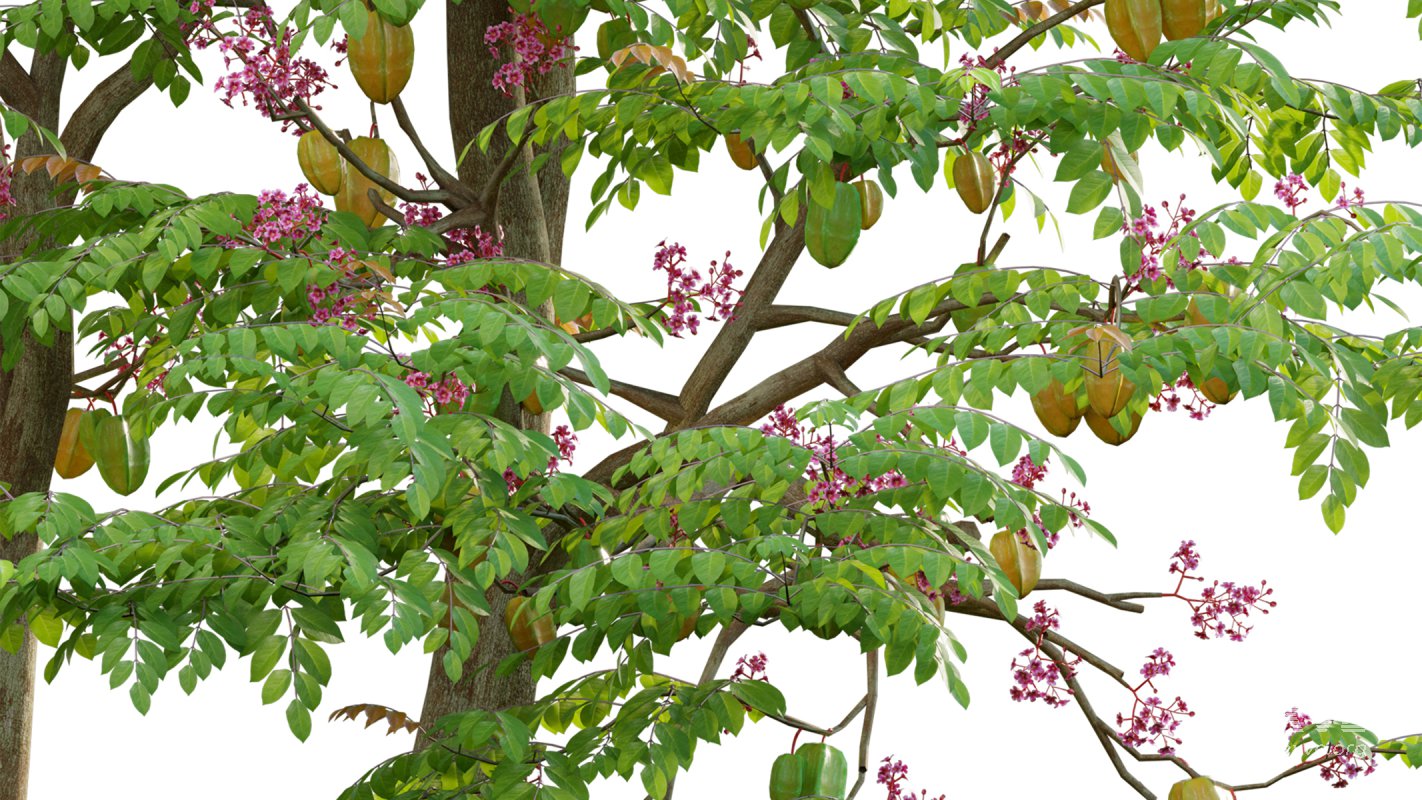 Collection 19 – Japanese garden - Image 9