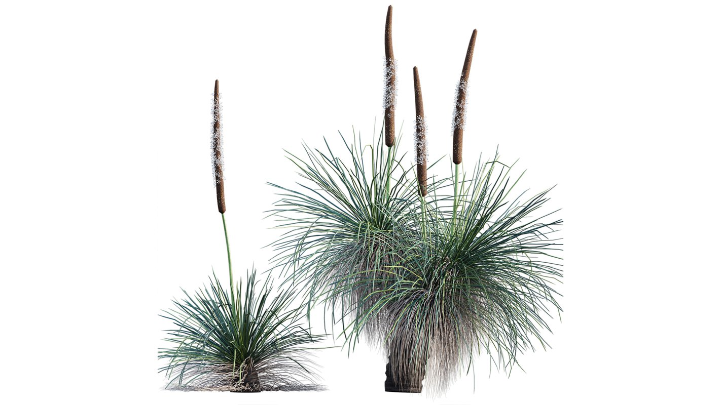 Collection 22 – Australian Plants - Image 27