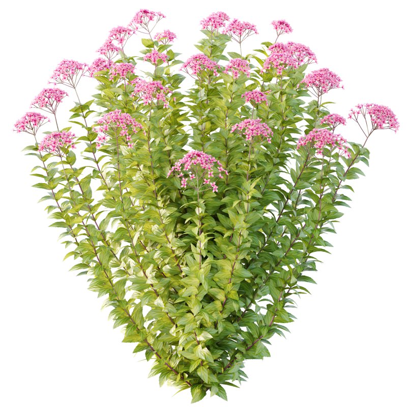 Spirea Japonica Bush 06 - Image 7