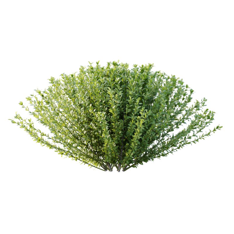 Leucophyllum frutescens Bush 02 - Image 1