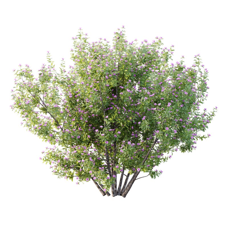 Leucophyllum frutescens Bush 08 - Image 3