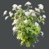 hydrangea arborescens Bush 09 - Thumbnail 5