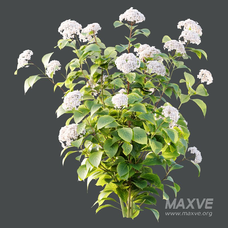 hydrangea arborescens Bush 09 - Image 5