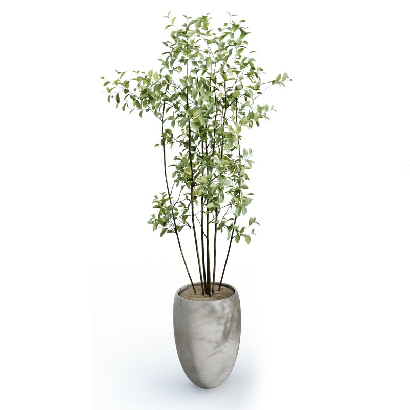 AV Indoor Plants Set 385 Europaea Olive Eucalyptus and Arbequina Olive - Image 3