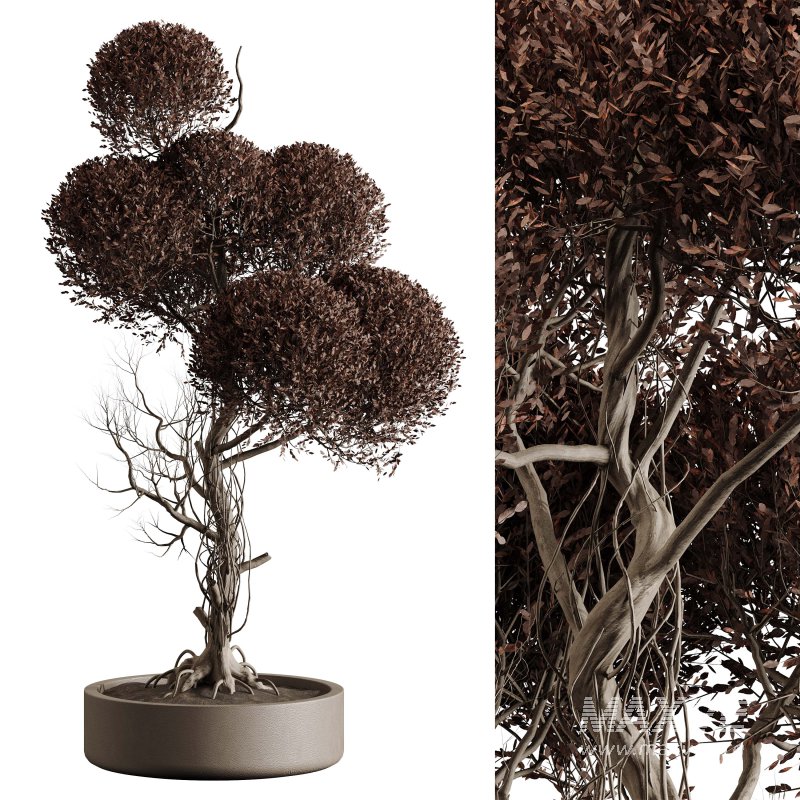 Indoor plant 076 - Image 2