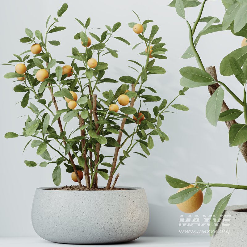 AV Indoor Plants Set 382 Orange Tree and Yucca and Japandi Decorative and Cunjevoi Alocasia - Image 2