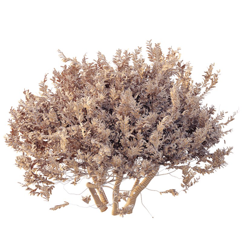 ntal shrub highly valued for its decorative foliage and sculptural form. Its dense crown of silver-green leaves and textured branches makes it a perfect choice for elegant gardens, modern courtyards, and naturalistic landscapes. Native to southern Europe, this shrub is both resilient and beautiful, offering authentic Mediterranean charm. Designed with detailed 4K textures and optimized topology, this model is ideal for high-quality architectural visualization, outdoor renders, and landscape design projects. - Image 3