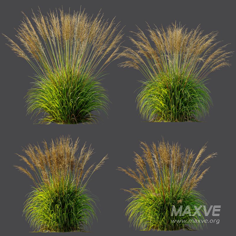 ntal grasses, designed for photorealistic landscape visualizations. - Image 9
