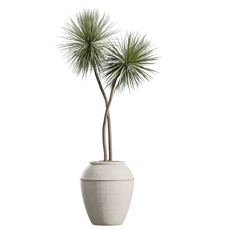 AV Indoor Plants Set 391 Olive and Banana and Spineless Yucca and Ficus Elastica - Image 2