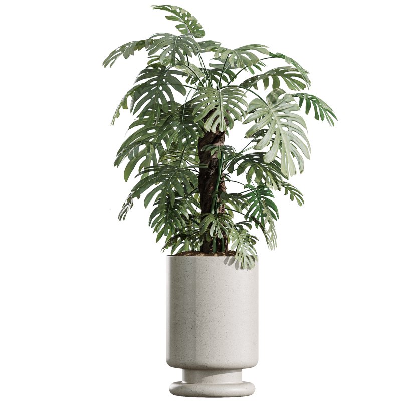 AV Indoor Plants Set 372 Monstera and Aspidistra and Japandi and Dracaena Warneckii - Image 2