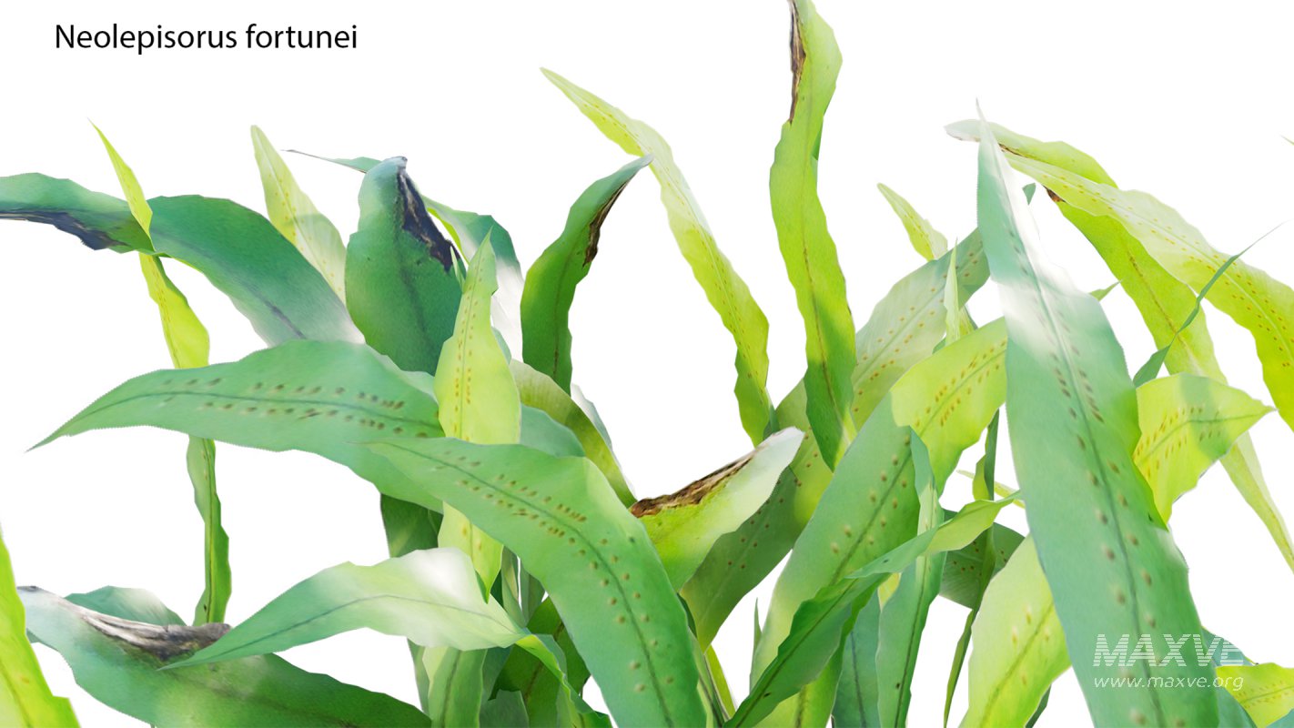 Collection 21 – Vertical garden – Green wall - Image 17