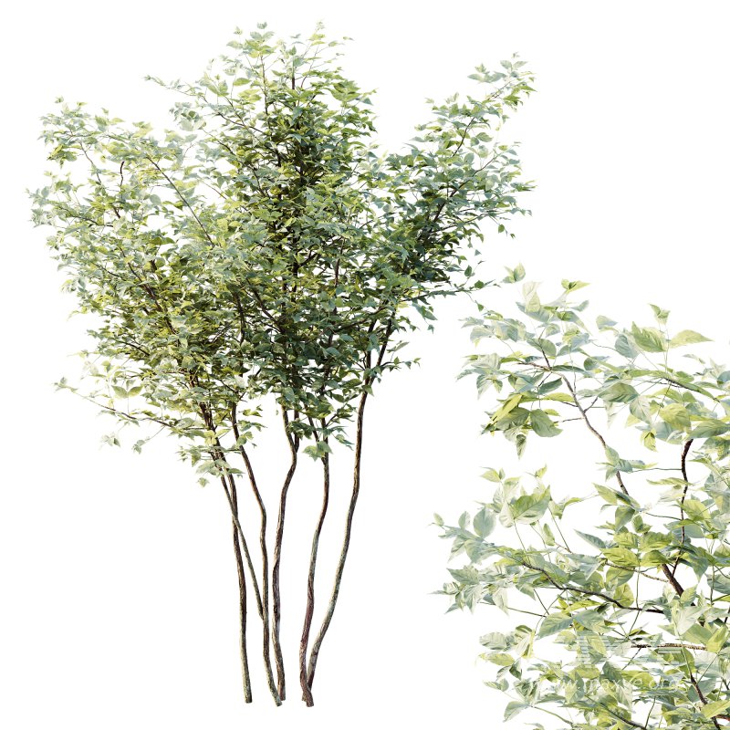 AV Plants Bush Small - Image 2