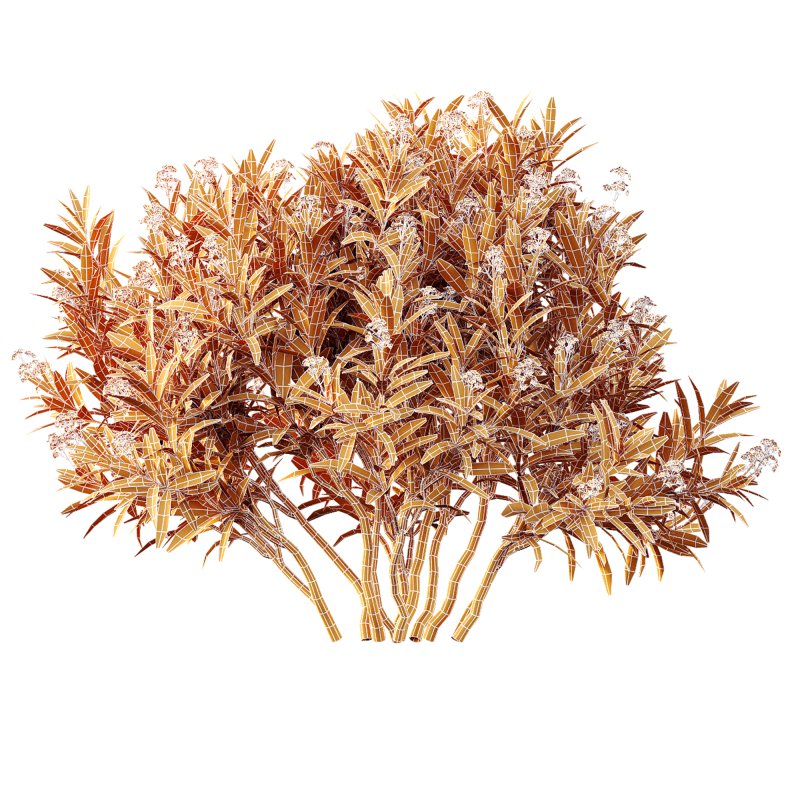 AV Nerium Oleander Laurier Kaner Rose Pink and Myrica Morella Pennsylvania Bayberry Candleberry Northern Fruit - Image 10