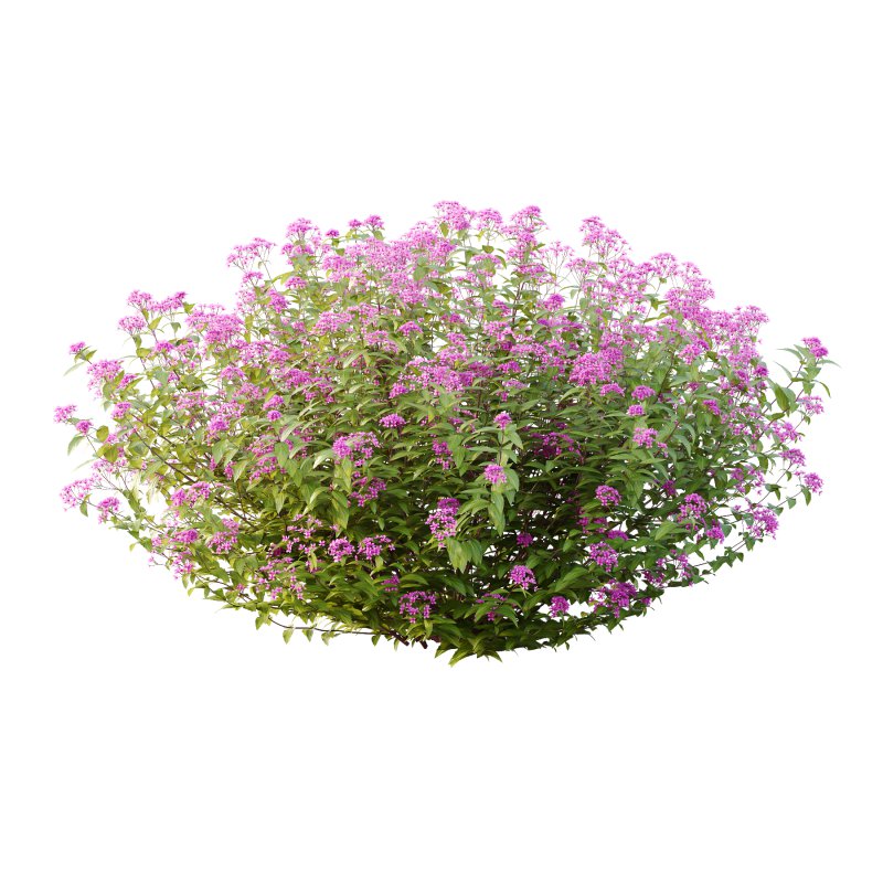 Spirea Japonica Bush 02 - Image 3