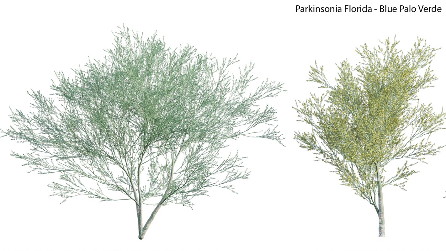 Collection 23 – Mexican Plants - Image 10