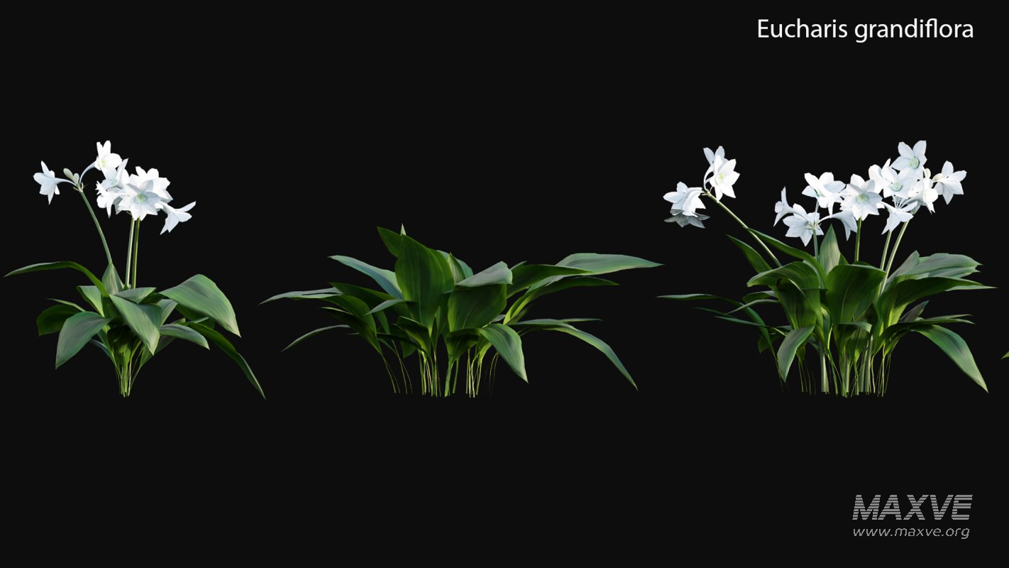 Collection 19 – Japanese garden - Image 19