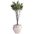 Lemon Tree in Pot Collection 028 - Thumbnail 4