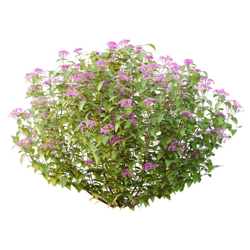 Spirea Japonica Bush 01 - Image 3