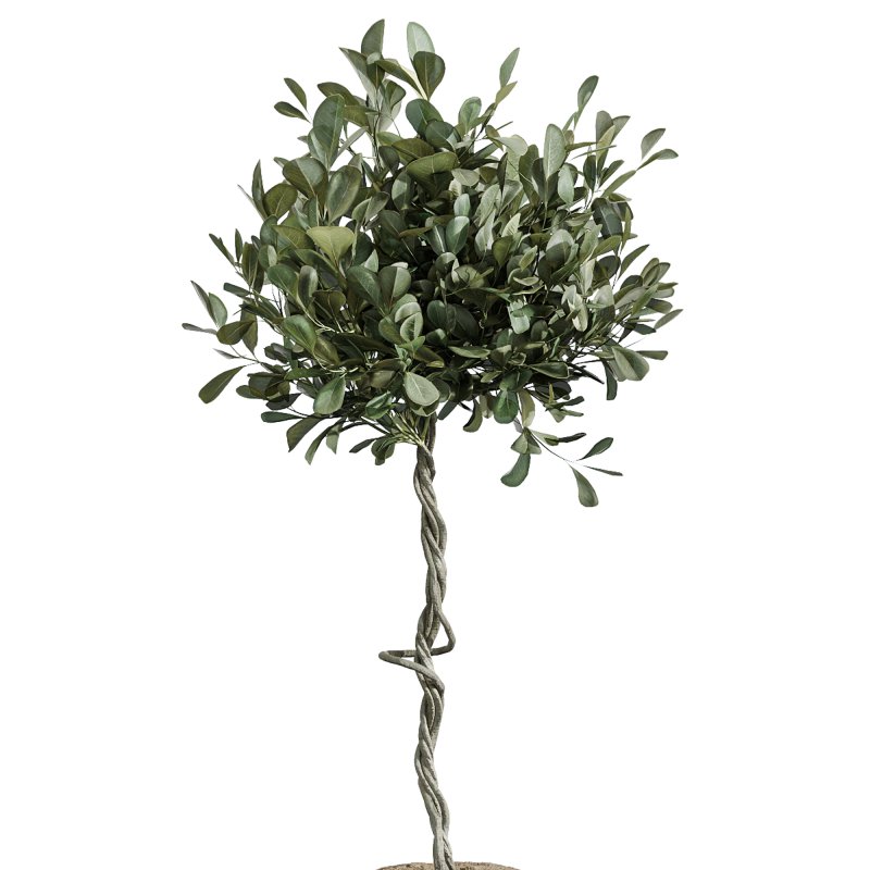 AV Indoor Plants Set 370 ParadiseBird and Zamiifolia and Ficus Microcarpa and olive - Image 1