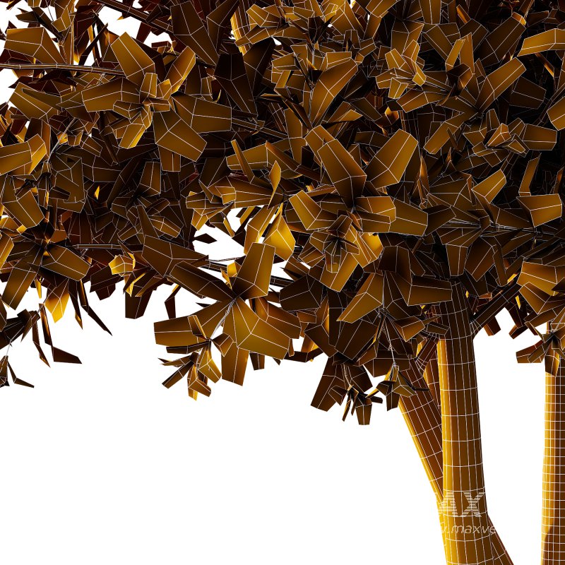 Leucophyllum frutescens Bush 05 - Image 5